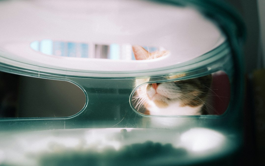 Cat peeking out from a dome-shaped smart feeder