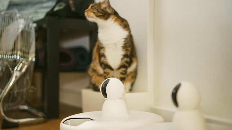 Smart home automatic cat feeder machine