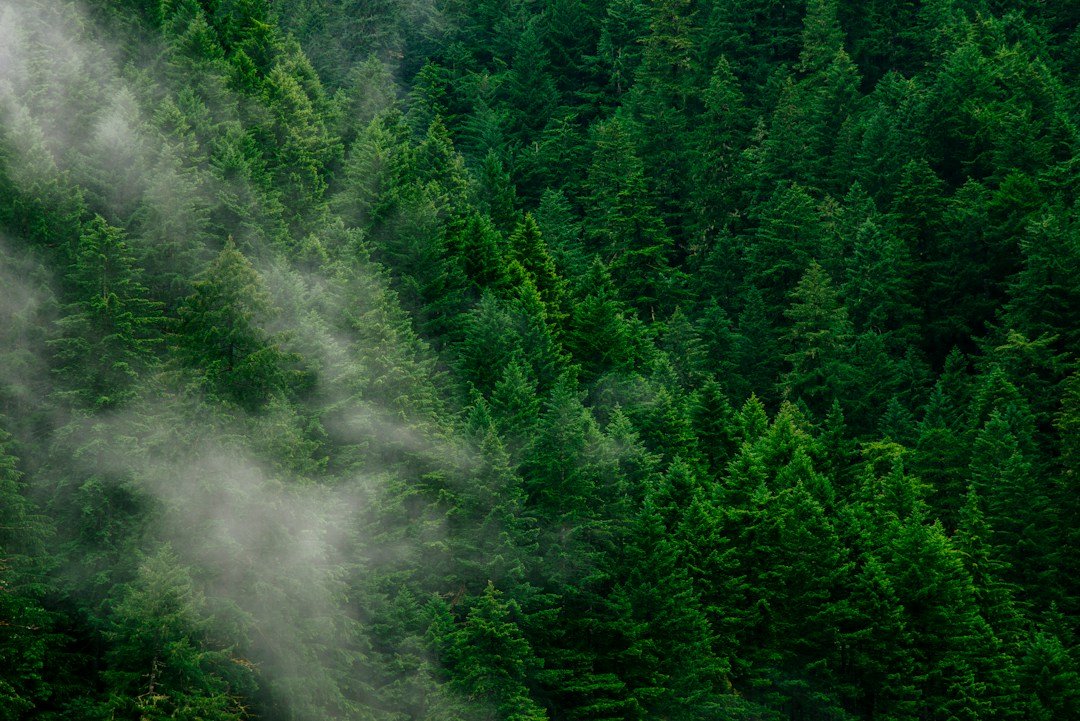 A lush green pine forest seen from above, representing Ecosia's tree-planting mission