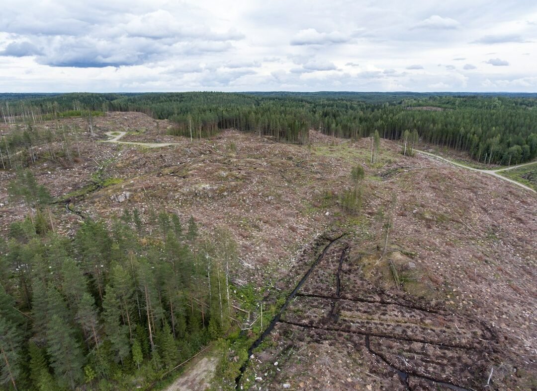 Aerial view of a large area of forest cleared for construction