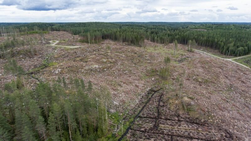 Aerial view of a large area of forest cleared for construction