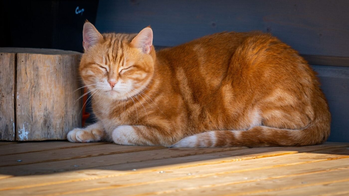 Ginger cat with eyes closed lying in a loaf position with paws tucked under its body
