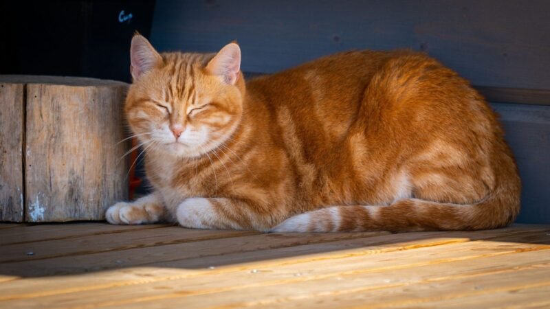 Ginger cat with eyes closed lying in a loaf position with paws tucked under its body