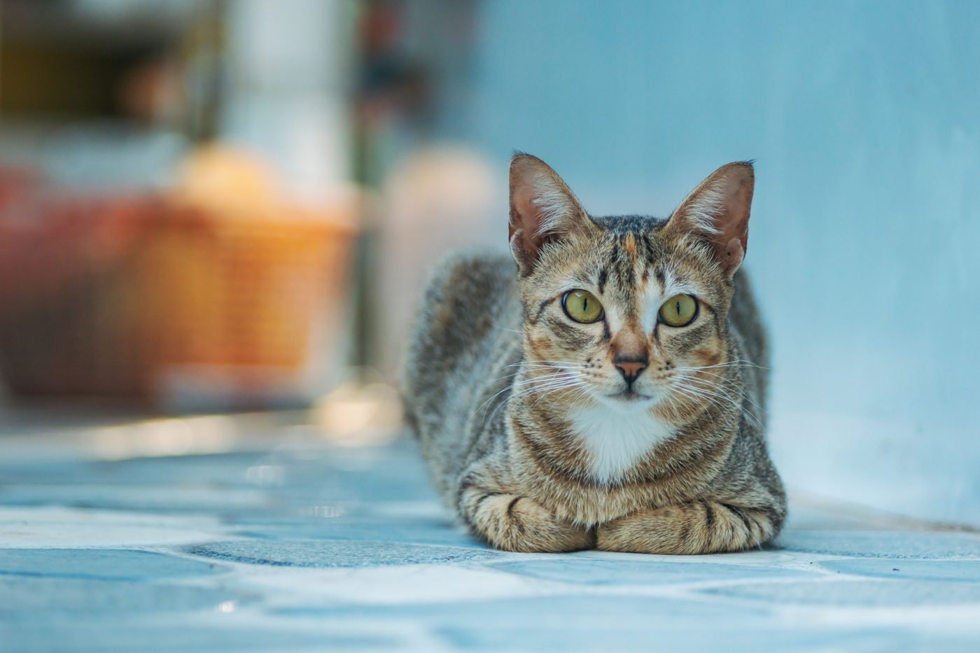 Tabby cat lying on a tiled floor with its front paws folded in front, gazing forward