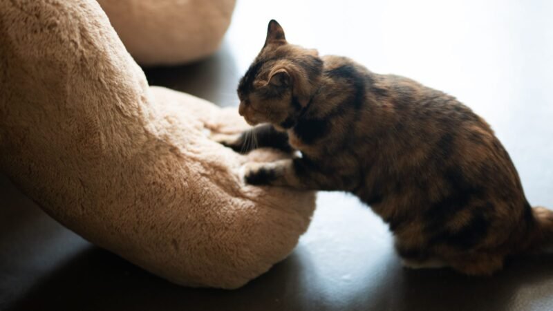 Tortoiseshell cat kneading a soft plush cushion with its front paws