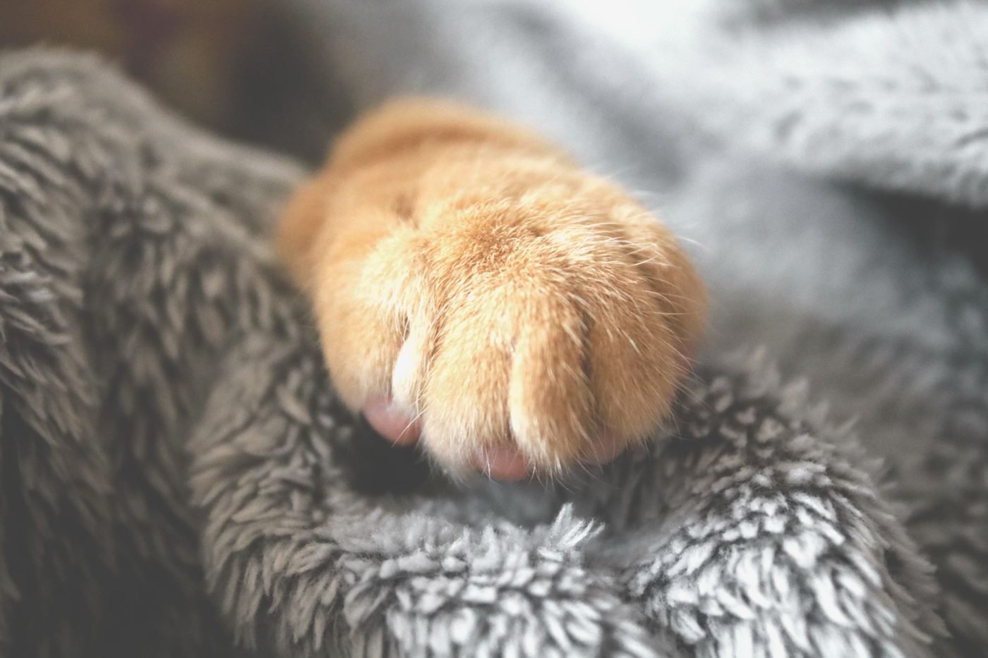 Orange cat paw resting on a fuzzy gray blanket
