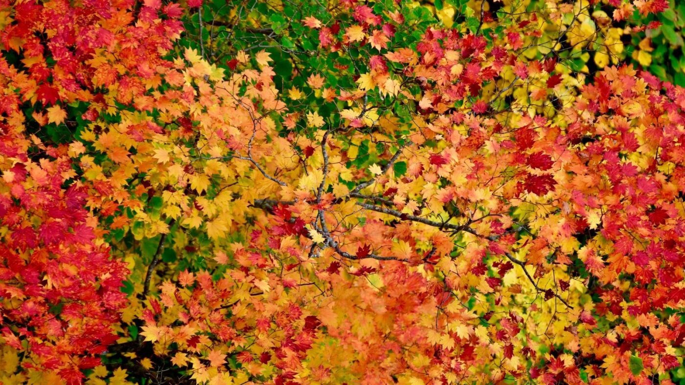 Dense branches of bright red, orange and yellow autumn leaves