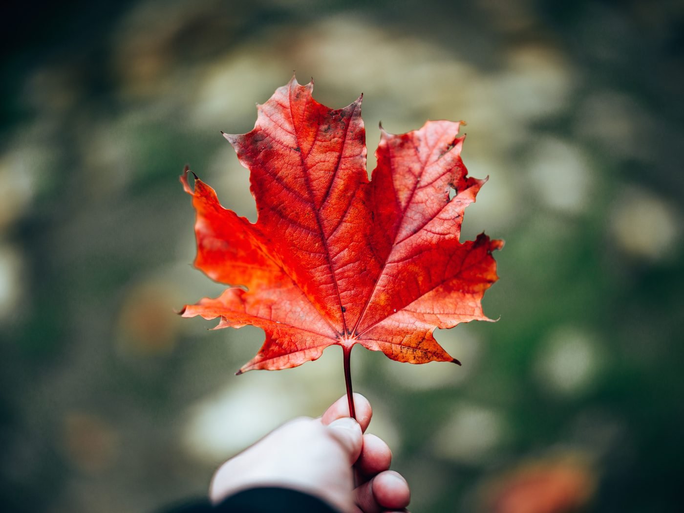 Hand holding a single red maple leaf against a blurred background